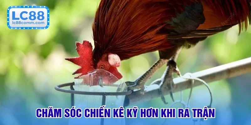 Chăm sóc trước khi chiến kê ra trận